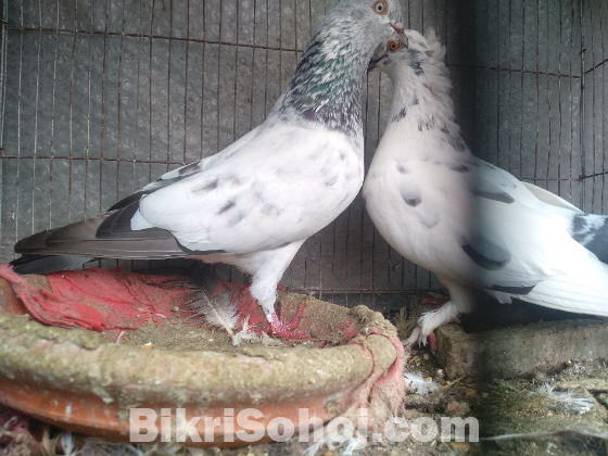 এক জোড়া গিরিবাজ কবুতর বিক্রয় হবে !